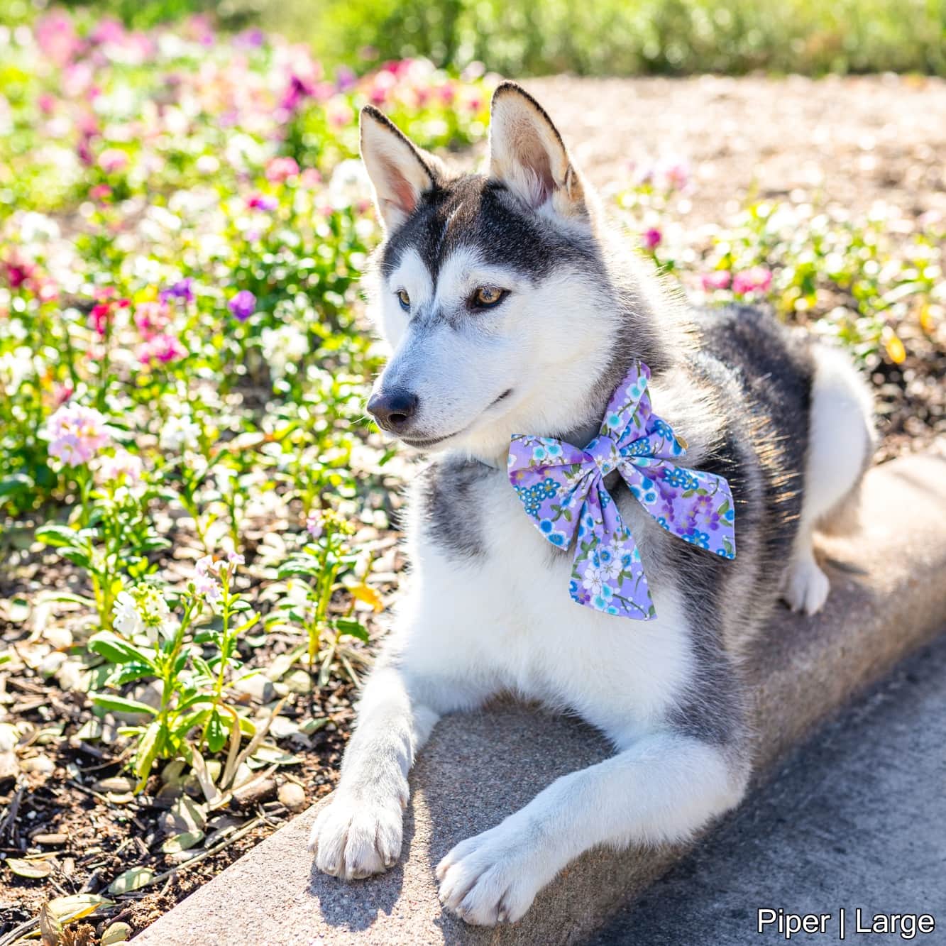 Spring Blossom Sailor Bow | Purple