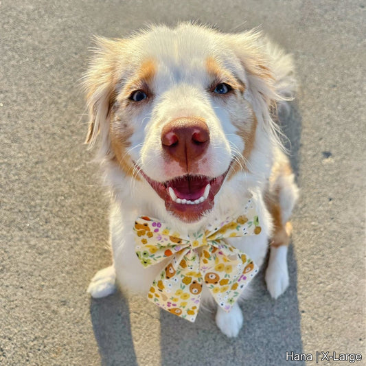 Bear Fields Bow | Yellow