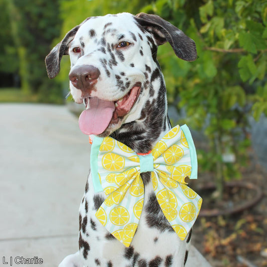 Lemon Drop Bow
