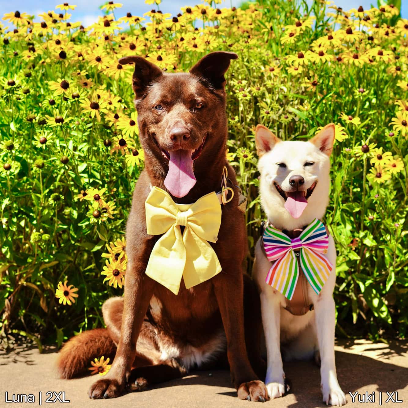 Pastel Yellow Bow