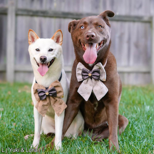 Chocolate Bun Bun Bow | Cocoa