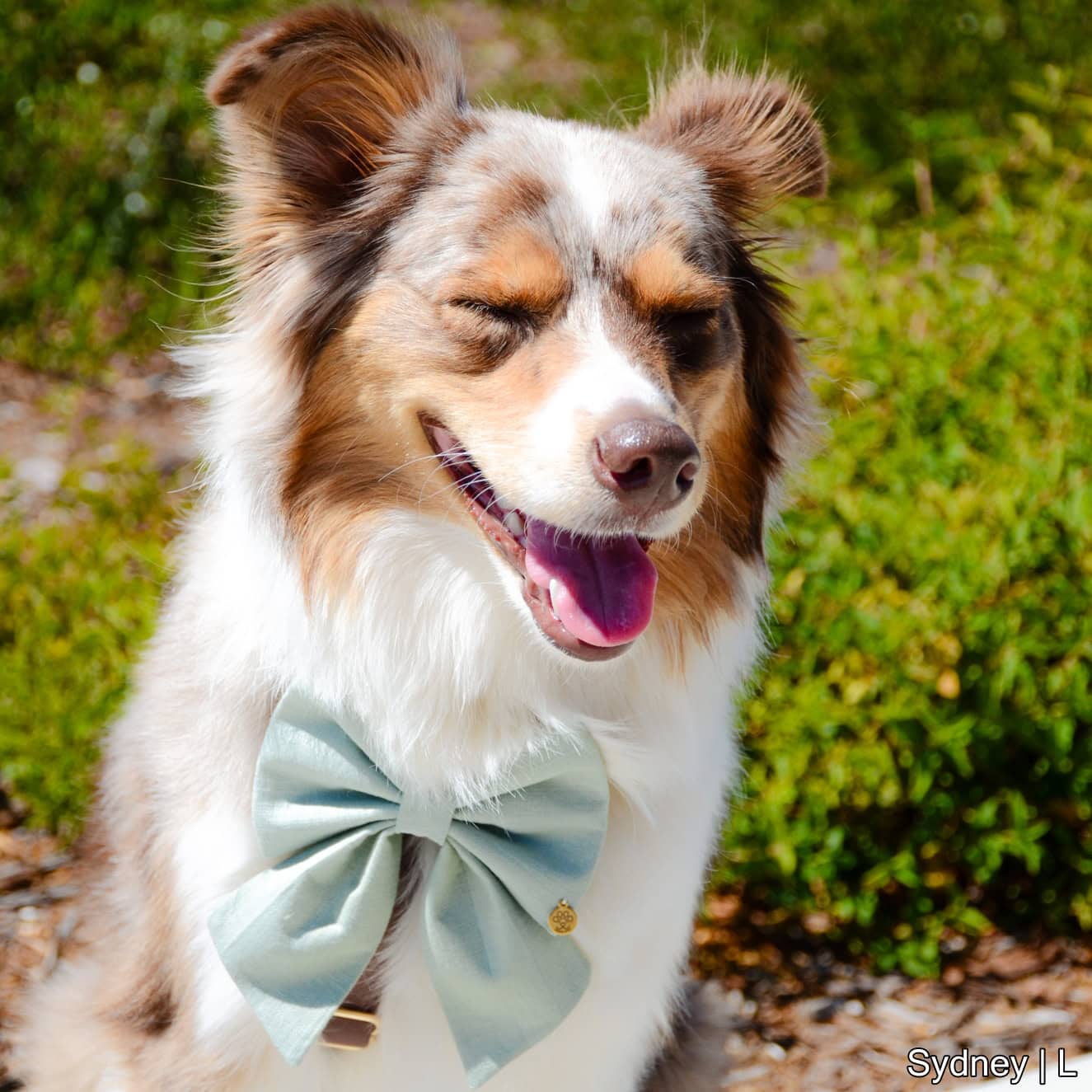 Sage Green Bow