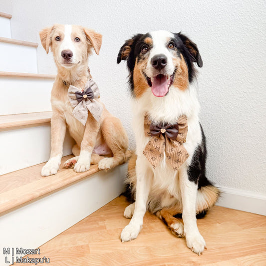 Chocolate Bun Bun Bow | Truffle