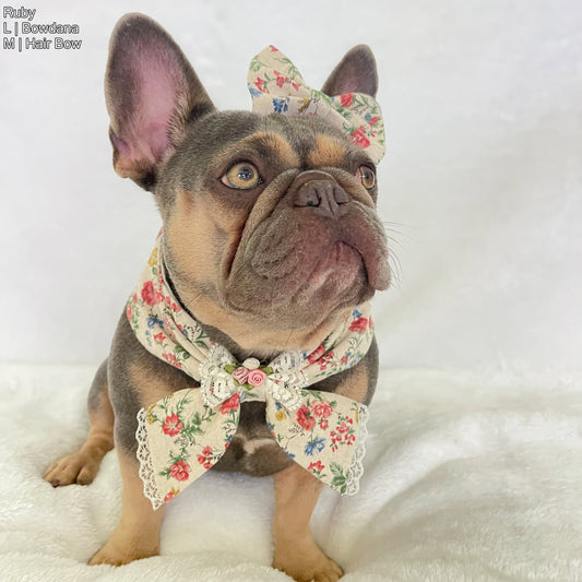 Coquette Bowdana | Colorful