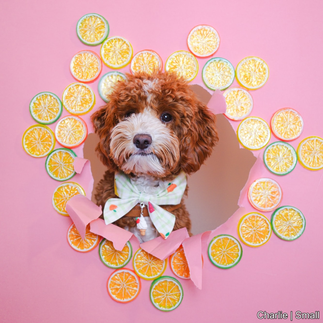 Sorbet Bowdana