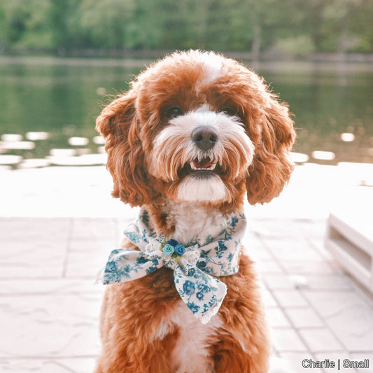 Coquette Bowdana | Blue