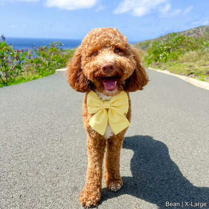 Pastel Yellow Bow